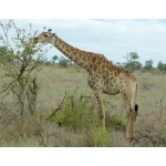 Giraffe. Photo by Rick Taylor. Copyright Borderland Tours. All rights reserved.