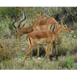 Impalas. Photo by Rick Taylor. Copyright Borderland Tours. All rights reserved.