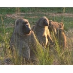 Olive Baboons. Photo by Rick Taylor. Copyright Borderland Tours. All rights reserved.