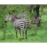 Zebras. Photo by Rick Taylor. Copyright Borderland Tours. All rights reserved.