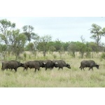 African or Cape Buffalos. Photo by Rick Taylor. Copyright Borderland Tours. All rights reserved.