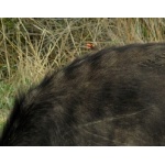 Red-billed Oxpecker on Cape Buffalo. Photo by Rick Taylor. Copyright Borderland Tours. All rights reserved.