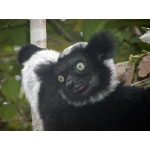 Indri. Photo by Marsha Steffen and Dave Semler. All rights reserved.