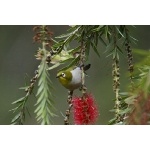 Madagascar White-eye. Photo by Marsha Steffen and Dave Semler. All rights reserved.