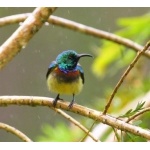 Souimanga Sunbird. Photo by Adam Riley. All rights reserved.