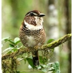 Short-legged Ground-Roller. Photo by Adam Riley. All rights reserved.