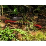 Rain Forest Millipede. Photo by Rick Taylor. Copyright Borderland Tours. All rights reserved. Rain Forest Millipede. Copyright Borderland Tours. All rights reserved.