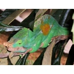Parson's Chameleon. Photo by Rick Taylor. Copyright Borderland Tours. All rights reserved.