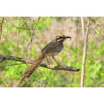 Long-tailed Ground-Roller. Photo by Adam Riley. All rights reserved.