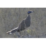 Green-capped Coua. Photo by Marsha Steffen and Dave Semler. All rights reserved.