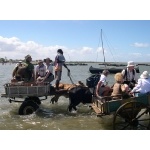 Ox-cart ride to catch a boat to see the Tropicbirds. Photo by Mike West. All rights reserved.