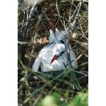 Red-tailed Tropicbird. Photo by Marsha Steffen and Dave Semler. All rights reserved.