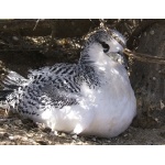 Juvenile Red-tailed Tropicbird. Photo by Rick Taylor. Copyright Borderland Tours. All rights reserved.