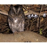 Torotoroka Scops-Owl & 4 wax-camouflaged Flatid Leaf-Bugs (right). Photo by Rick Taylor. Copyright Borderland Tours. All rights reserved.