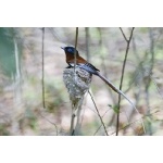 Madagascar Paradise-Flycatcher. Photo by Marsha Steffen and Dave Semler. All rights reserved.