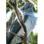 Cuckoo Roller. Photo by Rick Taylor. Copyright Borderland Tours. All rights reserved.