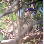 Coquerel's Coua. Photo by Joyce Meyer. All rights reserved.