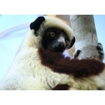 Coquerel's Sifaka. Photo by Rick Taylor. Copyright Borderland Tours. All rights reserved.