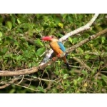 Stork-billed Kingfisher. Photo by Adam Riley. All rights reserved.