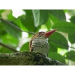 Banded Kingfisher. Photo by Adam Riley. All rights reserved.