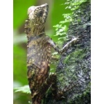 Lizard at Taman Negara. Photo by Adam Riley. All rights reserved.