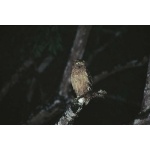 Buffy Fish-Owl. Photo by Jonathan Rossouw. All rights reserved.