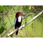 White-throated Kingfisher. Photo by Adam Riley. All rights reserved.