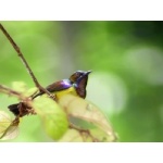 Brown-throated Sunbird. Photo by Adam Riley. All rights reserved.