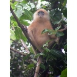 Maroon Langur. Photo by Adam Riley. All rights reserved.