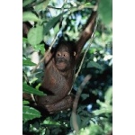 Orang-utan. Photo by Jonathan Rossouw. All rights reserved.