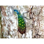 Lantern Bug. Photo by Adam Riley. All rights reserved.
