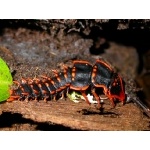 Trilobite Beetle. Photo by Adam Riley. All rights reserved.