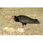 Northern Bald Ibis or 