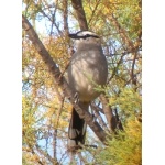 Black-crowned Tchagra. Photo by Mike West. All rights reserved. 