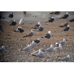 Audouin's & Lesser Black-backed Gulls. Photo by Rick Taylor. Copyright Borderland Tours. All rights reserved.