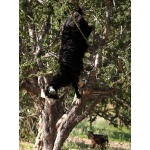 Goat dropping out of Argan Tree. Photo by Rick Taylor. Copyright Borderland Tours. All rights reserved. 