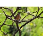 Rock Bunting. Photo by Rick Taylor. Copyright Borderland Tours. All rights reserved. 