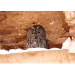 Tawny Owl roosting in Tin Mal Mosque. Photo by Mike West. All rights reserved. 