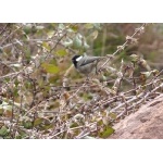 Coal Tit at Oukaimeden. Photo by Rick Taylor. Copyright Borderland Tours. All rights reserved. 