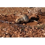 North African Gerbil. Photo by Rick Taylor. Copyright Borderland Tours. All rights reserved. 