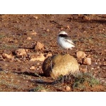 Red-rumped Wheatear. Photo by Mike West. All rights reserved. 