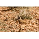 Thick-billed Lark. Photo by Dave Semler. All rights reserved. 