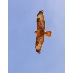 Long-legged Buzzard. Photo by Mike West. All rights reserved. 