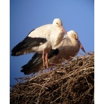 White Storks nesting at Boumalne. Photo by Rick Taylor. Copyright Borderland Tours. All rights reserved. 
