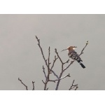 Eurasian Hoopoe. Photo by Dave Semler. All rights reserved. 