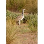 Houbara Bustard near Erg Chebbi. Photo by Rick Taylor. Copyright Borderland Tours. All rights reserved.