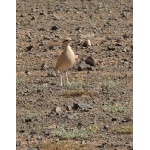 Cream-colored Courser. Photo by Rick Taylor. Copyright Borderland Tours. All rights reserved. 