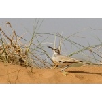 Greater Hoopoe-Lark. Photo by Dave Semler. All rights reserved. 