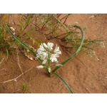 Star-of-Bethlehem lily species. Photo by Rick Taylor. Copyright Borderland Tours. All rights reserved. 