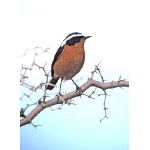 Moussier's Redstart. Photo by Rick Taylor. Copyright Borderland Tours. All rights reserved.